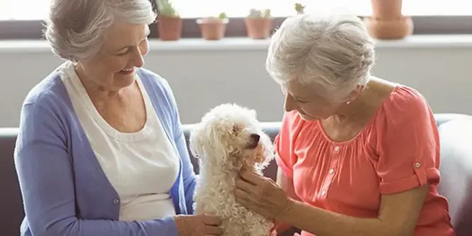 Seniors Helping Seniors Franchise