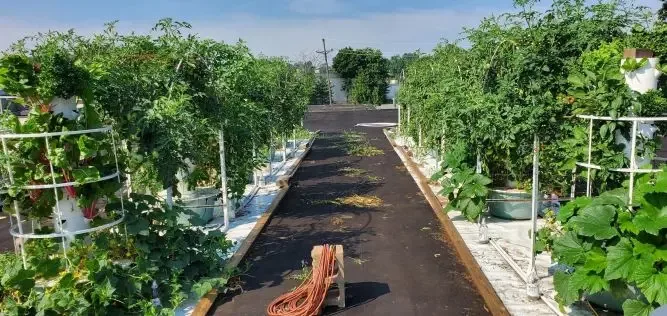 Green Food Solutions Franchise 