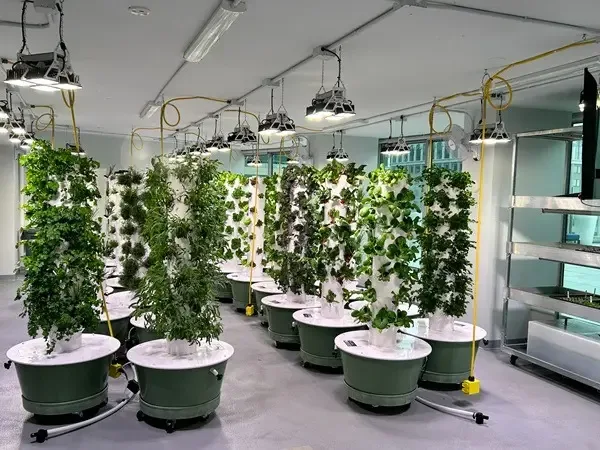 Green Food Solutions Franchise Growing Green Food