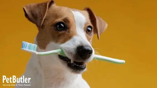 Pet Butler Franchise