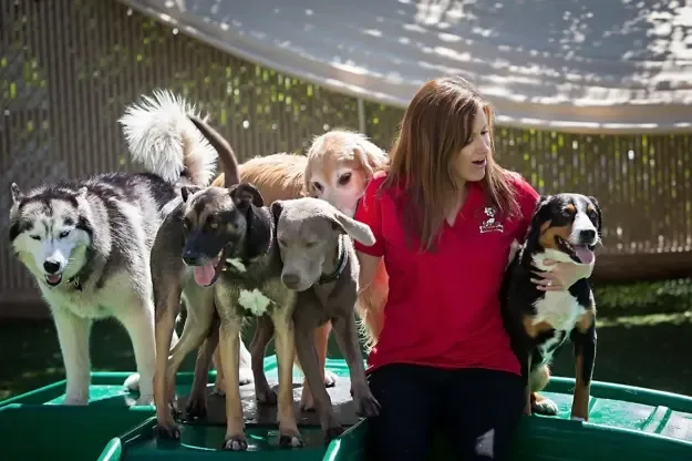 Camp Bow Wow Franchise