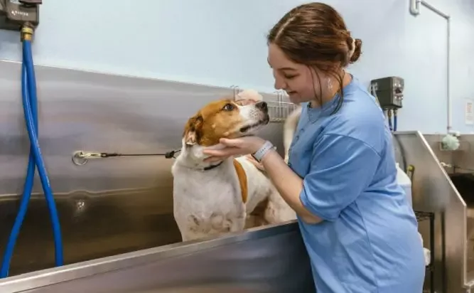 BarkSuds Dog Franchise