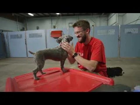 Camp Bow Wow video