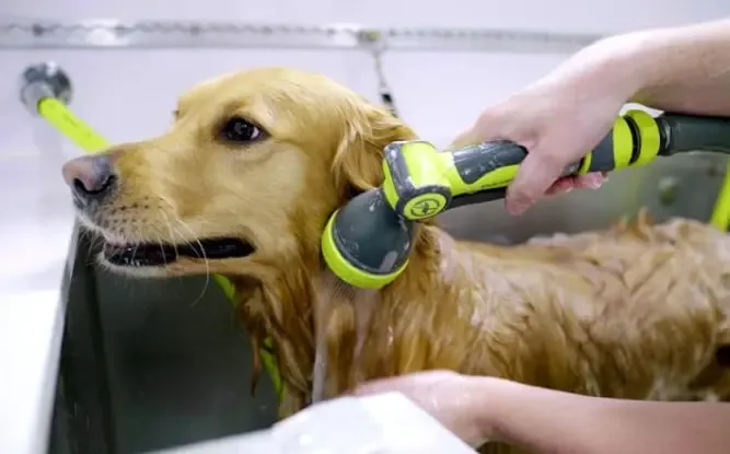 Bark & Mane Franchise dog grooming