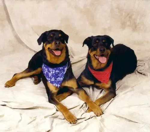 Pet Passages Franchise