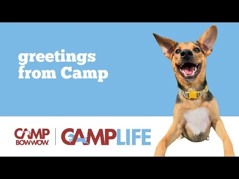 Camp Bow Wow video