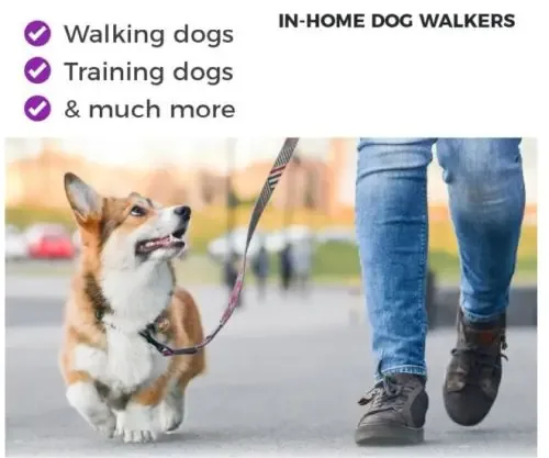 Send Me a Pro Franchise Dog Walkers